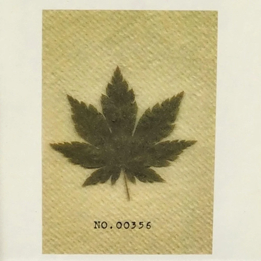 Vintage Pressed Maple Leaf Botanical Art Silver Tone Easel Back Frame 4.5x3